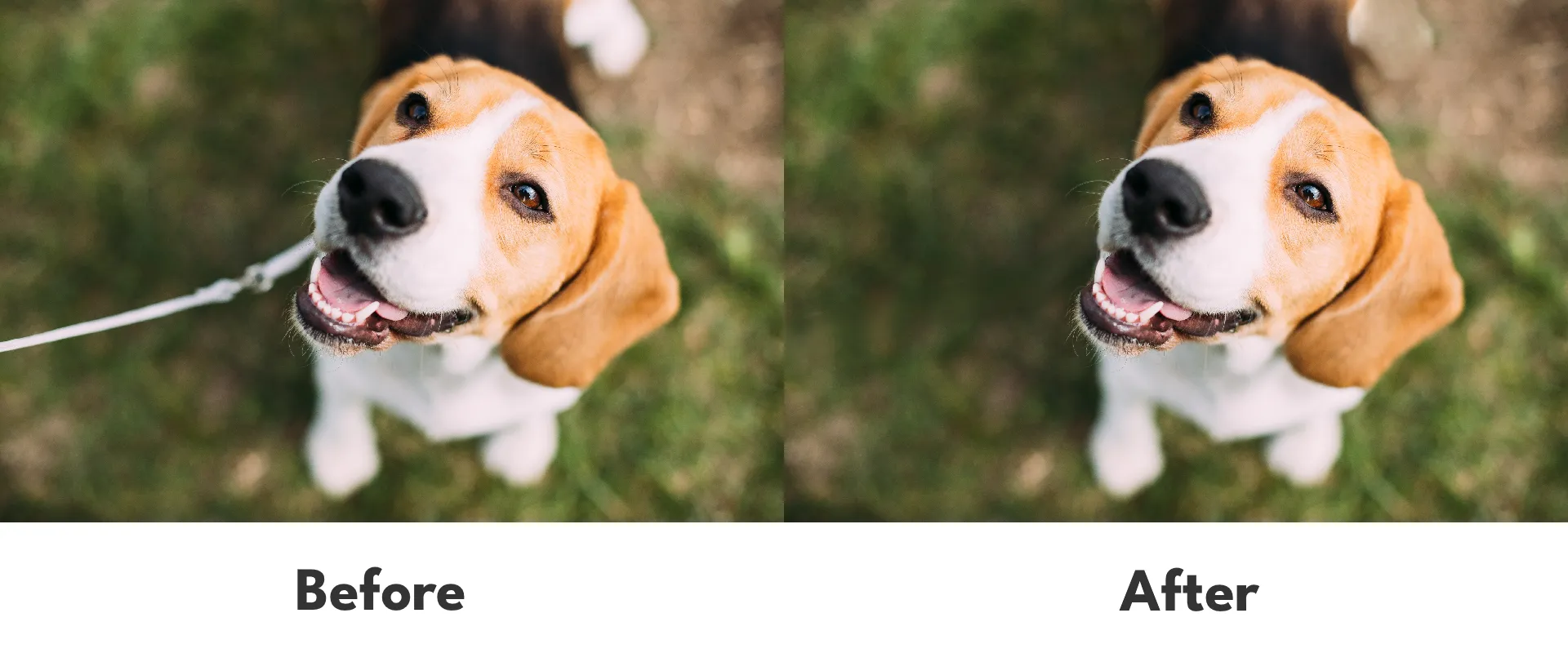 生成消去を使った編集前と編集後の比較画像。編集後の画像では犬のリードが自然に消去されている